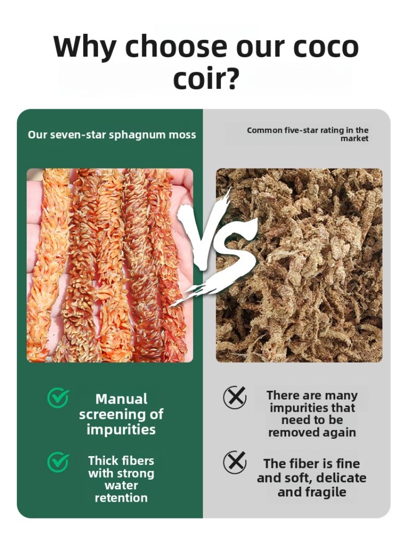 طحلب سفاغنوم تشيلي 100 جرام 20 - مراجعة Sphagnum Moss Dry وسعره