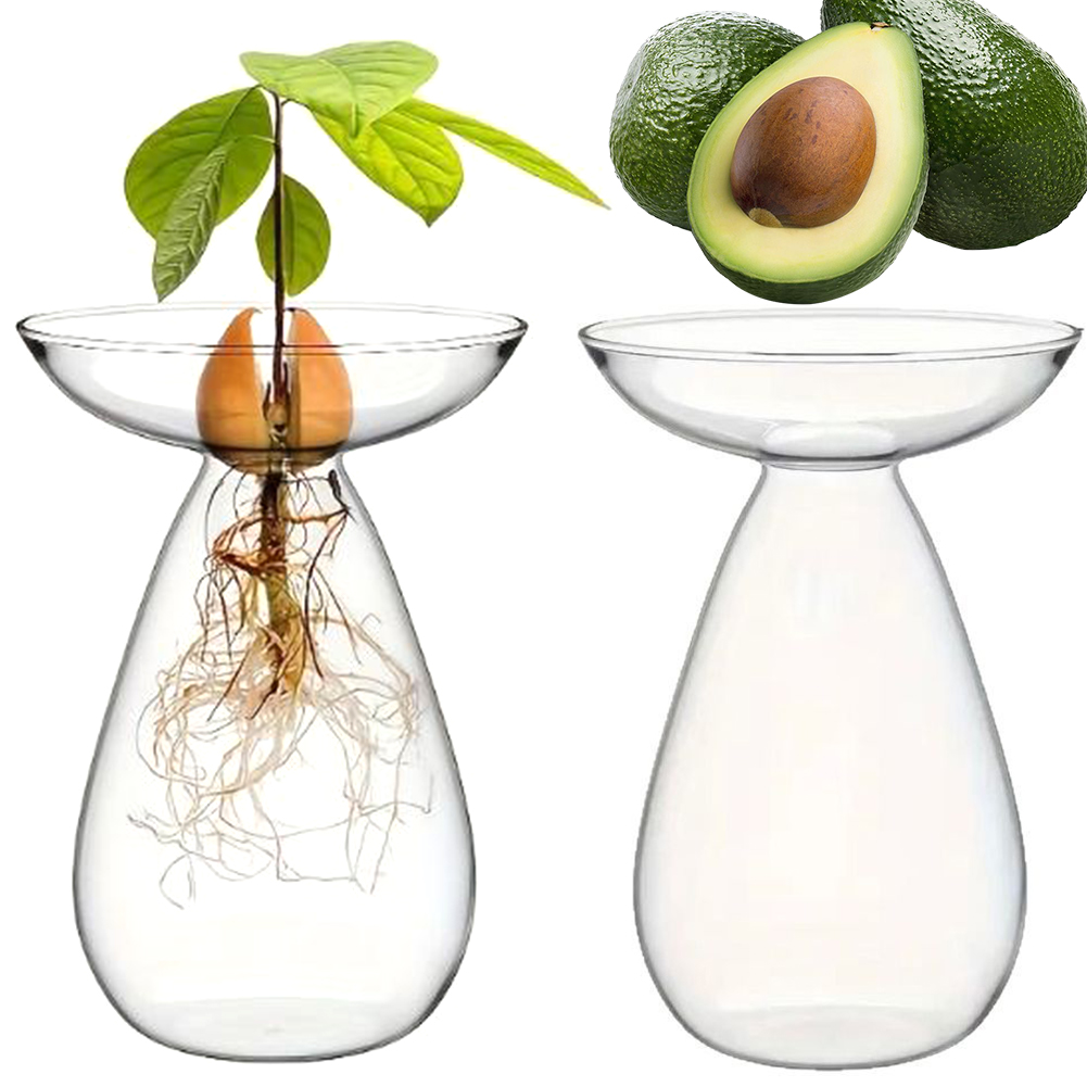 الأفوكادو البذور كاتب زهرية شف - مراجعة Propagation Station Vase وسعره